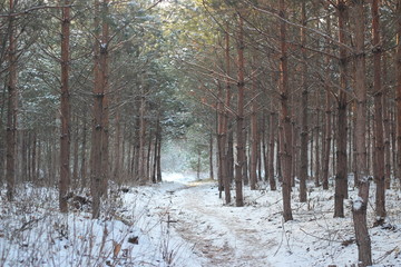 beautiful winter forest in december