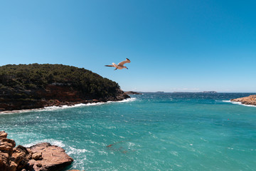 Fototapeta na wymiar Seagull flying over the coast