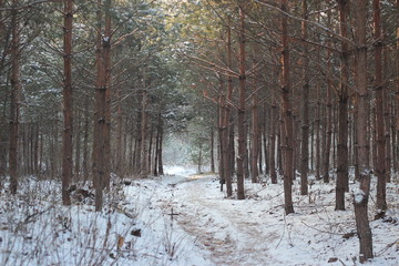 beautiful winter forest in december