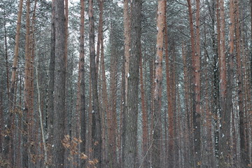 beautiful winter forest in december