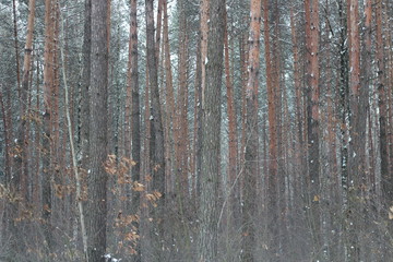 Obraz premium beautiful winter forest in december