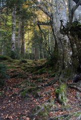 Ordesa en otoño. Pirieo Aragonés. España