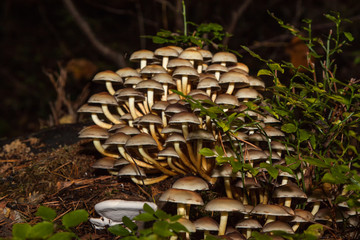 colony of mushrooms, fruiting bodies on a stump in the forest