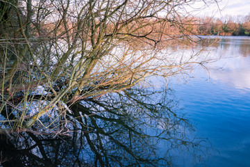 barren branches of tree tilted towards blue water of lake late afternoon UK winters