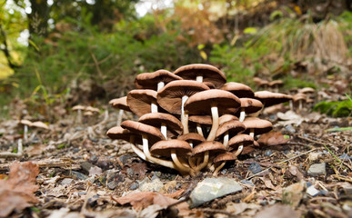 Waldpilze