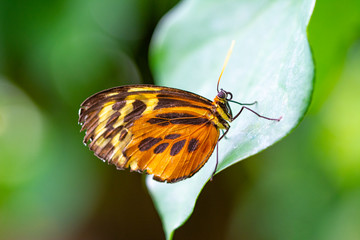 Closeup beautiful butterfly in a summer garden