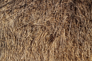 dry grass, dried earth, yellow grass
