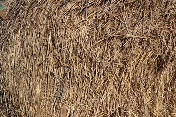 dry grass, dried earth, yellow grass