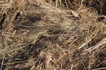 Fototapeta na wymiar dry grass, dried earth, yellow grass