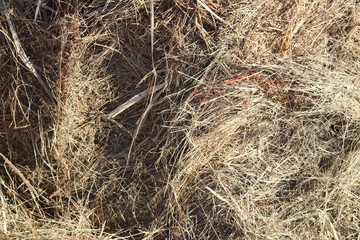 dry grass, dried earth, yellow grass