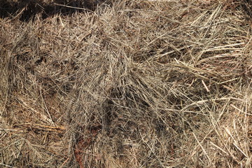 dry grass, dried earth, yellow grass