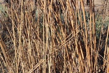 Fototapeta premium dry grass, dried earth, yellow grass