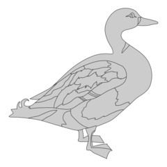 black and white pattern duck, isolate