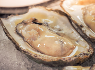 Fresh Saltwater oysters slices in ice. Open oysters lie on a ice plate. Selective focus.