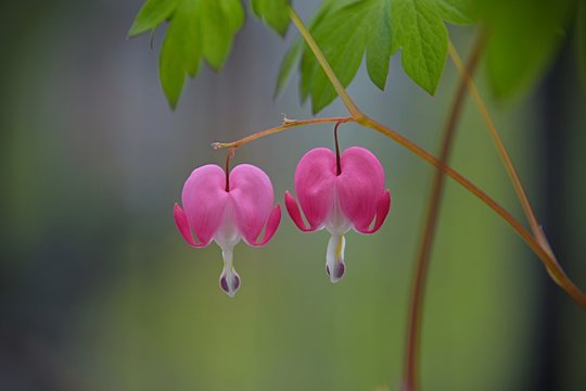 bleeding heart flowers ( Dicentra spectabillis )