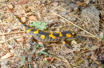 Poisonous salamandra ,Linnaeus,werneri ,Sochurek,Gayda