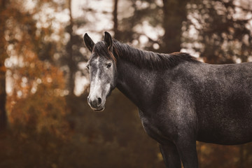 portrait of elegant beautiful young gray trakehner mare horse in autumn landscape