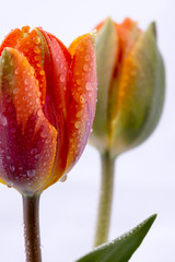 zbliżenie dwa kwiaty tulipany