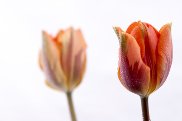dwa piękne tulipany na białym tle