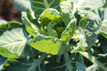 cabbage in the sunshine in the garden
