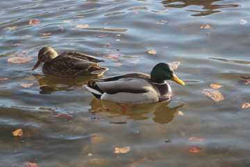 cute swans are floating on the river