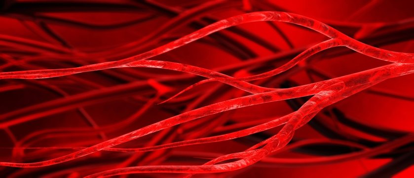 blood vessels, veins and arteries, circulatory system