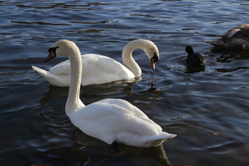 cute swans are floating on the river