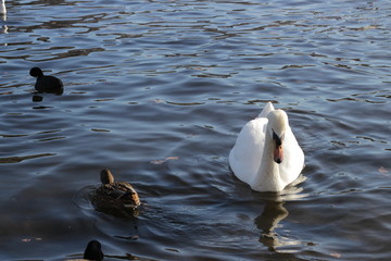 cute swans are floating on the river