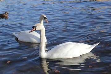 cute swans are floating on the river