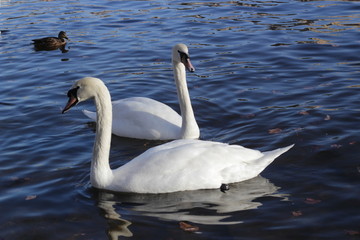 Obraz premium cute swans are floating on the river