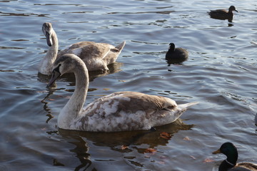 cute swans are floating on the river