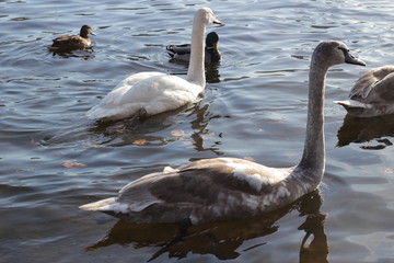 cute swans are floating on the river