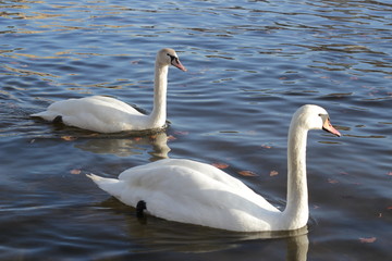 cute swans are floating on the river