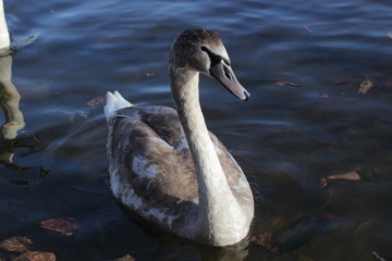 cute swans are floating on the river