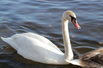 cute swans are floating on the river