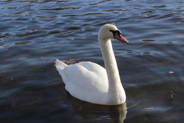 cute swans are floating on the river