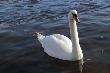 Fototapeta premium cute swans are floating on the river