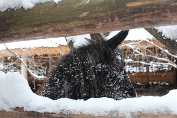 cute goat looks in winter