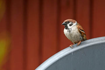 Feldsperling (Passer montanus) auf einer Satellitenschüssel - Tree sparrow on a satellite dish