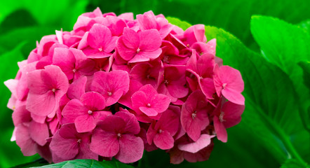 hydrangea flower on a background of leaves in the garden.