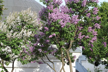 Fototapeta na wymiar blooming lilac. Tree with flowers. lilac flowers. pink flowers