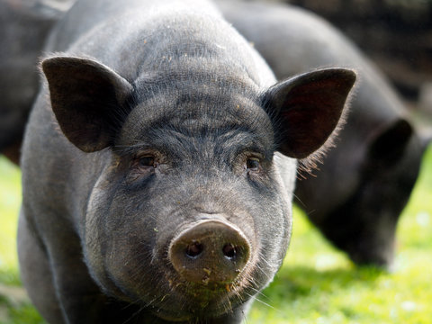 Portrait of a large black pig or boar
