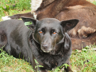 Stray dog black color lies on the ground. Summer.