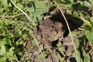 merskaya toad. lies on the ground