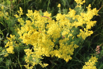 yellow flowers, wildflowers, summer on the field
