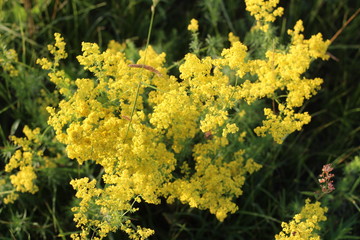 yellow flowers, wildflowers, summer on the field