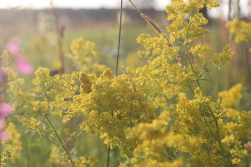 yellow flowers, wildflowers, summer on the field