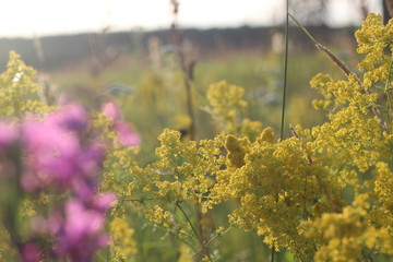 yellow flowers, wildflowers, summer on the field