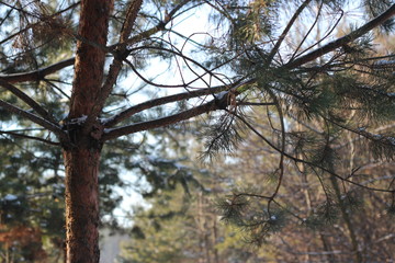 beautiful winter forest in December, Christmas trees and pines in winter