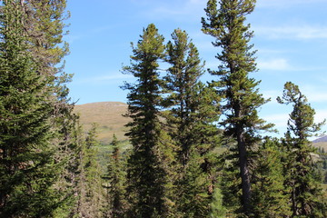 trees in the forest